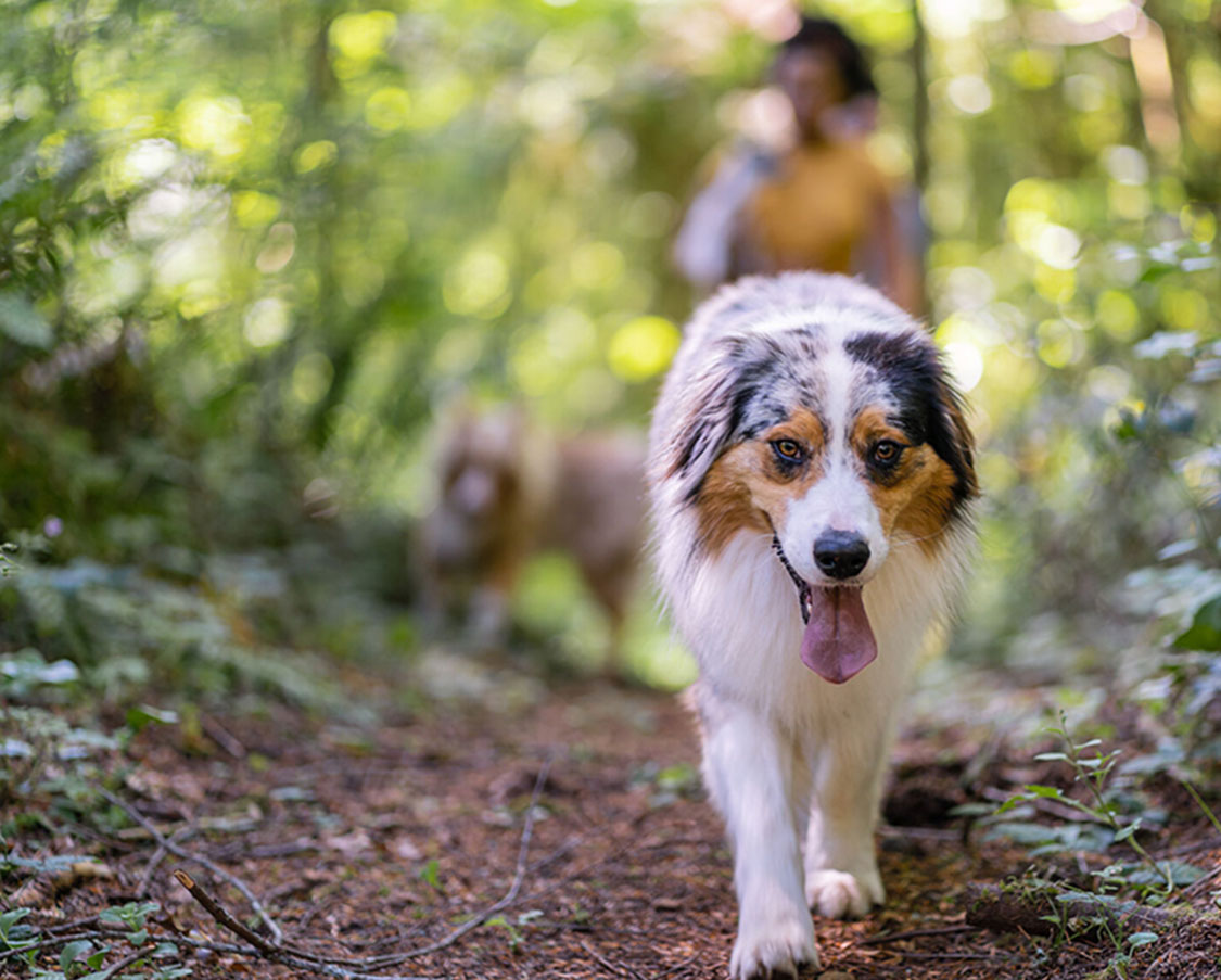 Vine North Hills australian sheperd outside on a walk