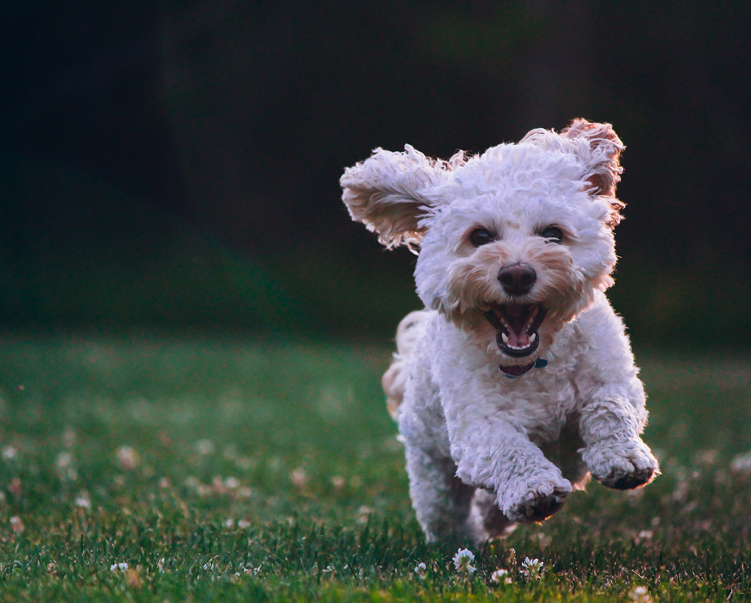 small dog running in clover field