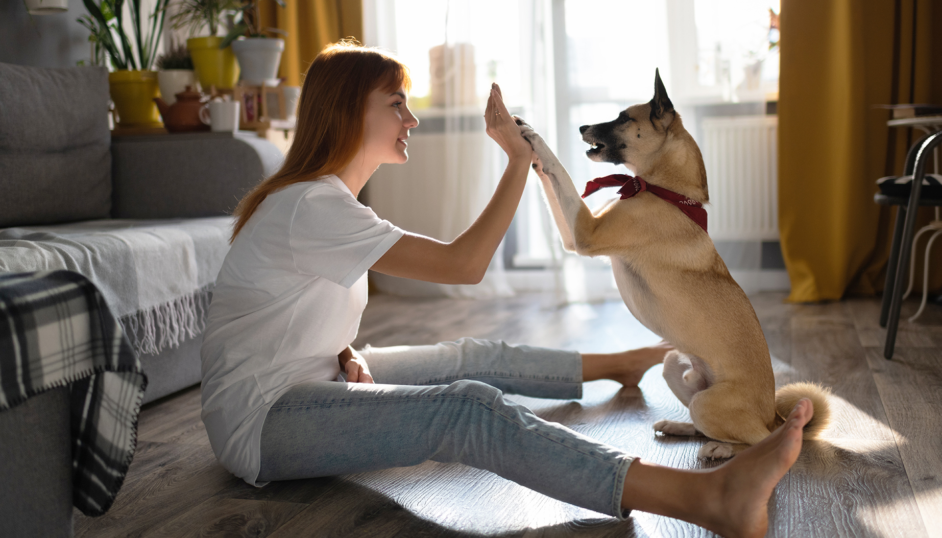 dog owner teaching pet at home