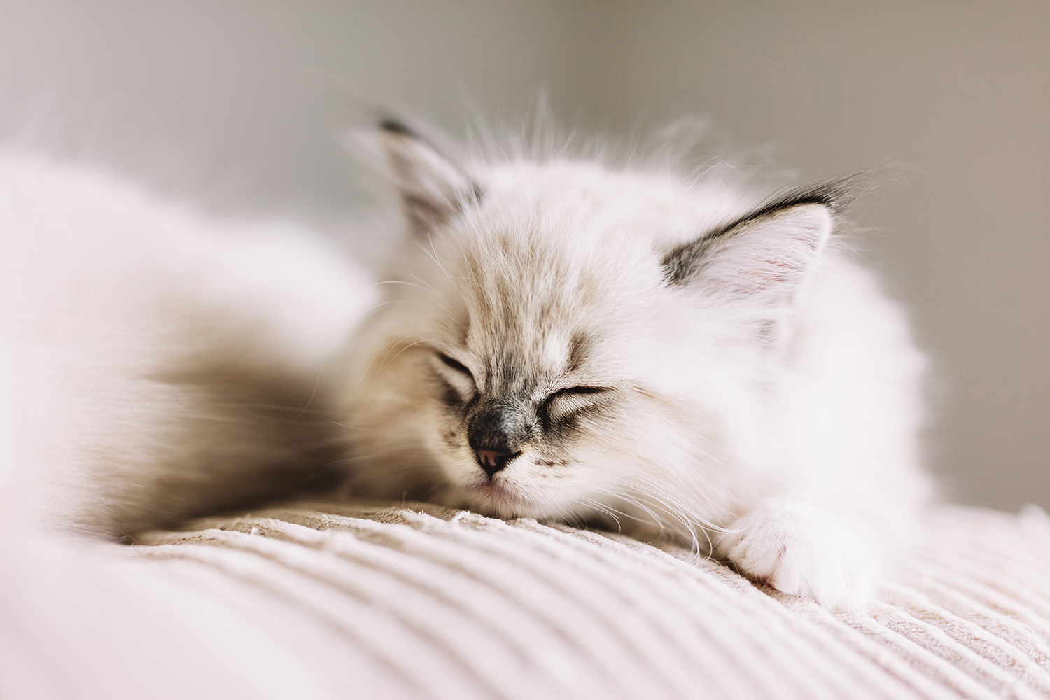 ragdoll kitten asleep on bed